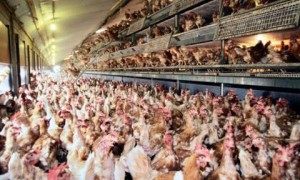 "The presentation to the USDA showed that the number of chemical treatments on chicken processing lines has grown from an average of two to four since the early 2000s," writes Kindy. "It also showed that the chemicals are not as diluted as they were in the past."
