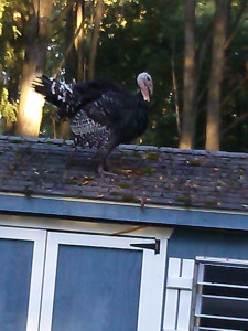 Turkey Roof