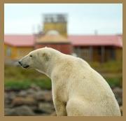 This image brought to mind a bear and a prison. This polar winter has left me feeling trapped inside by the cold. The actual photo is from a travel lodge. You an access Fiona Harper's article by clicking on the photo.