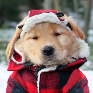 golden in hunting plaid